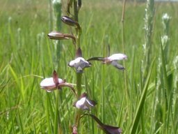 Eulophia zeyheriana